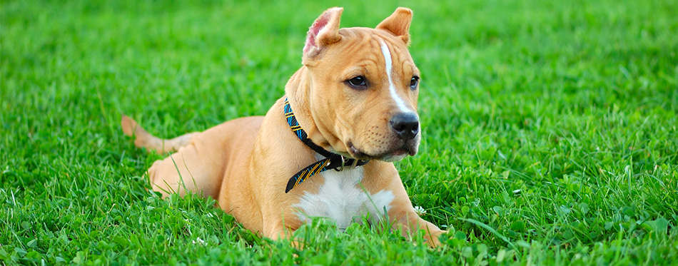 American Pit Bull Terrier