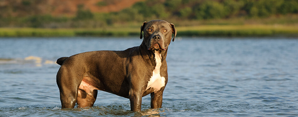 American Pit Bull Terrier dog standing in the water