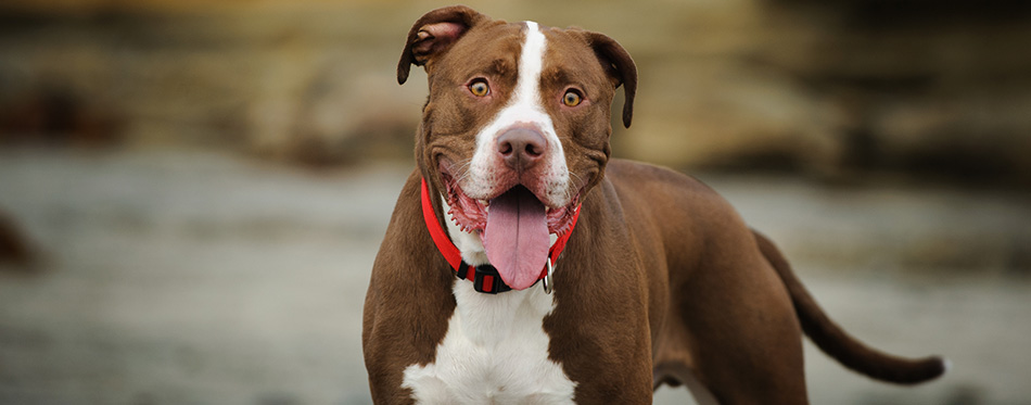 American Pit Bull Terrier dog