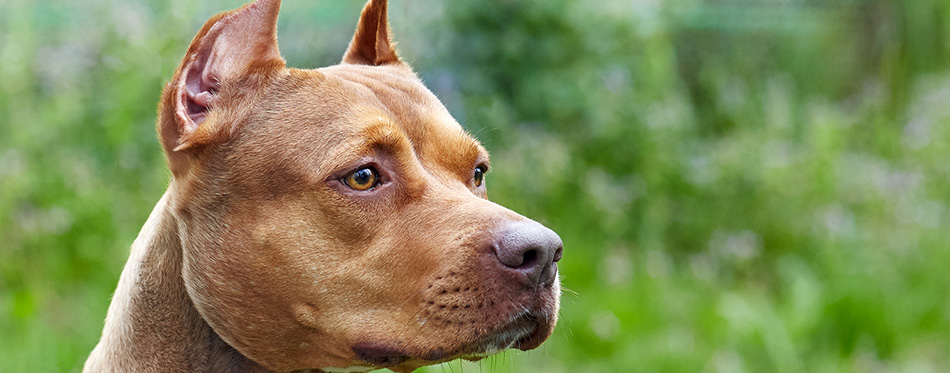 American Pit Bull Terrier 