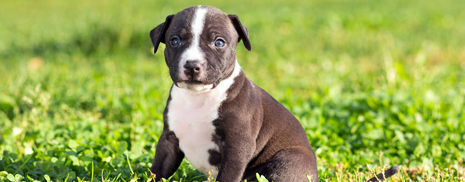 American PitBull