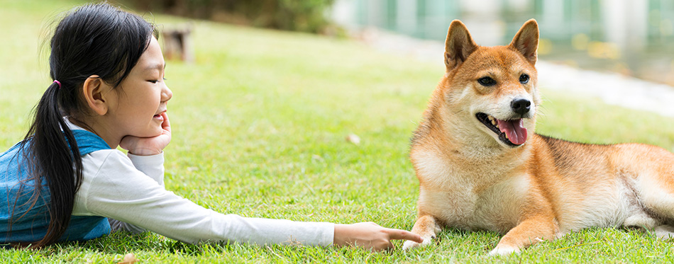 An Asian girl is playing with a dog in the park.