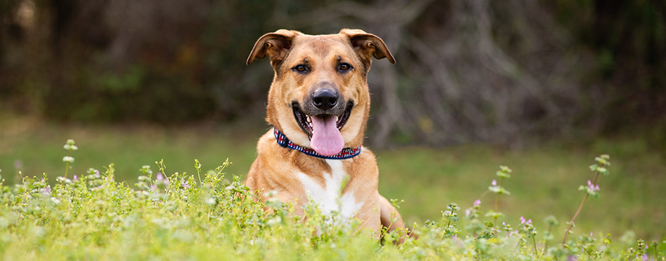 Anatolian German Shepherd mix on a beautiful sunny days in the forest, dog outdoors at a park