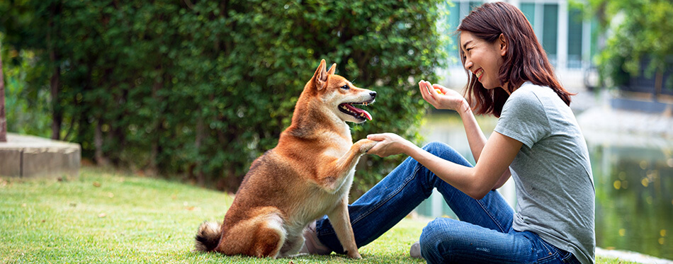 Asian woman plays with the Shiba Inu dog in the backyard. 