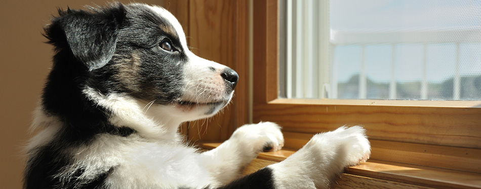 Australian Shepherd (Aussie) Puppy Watching