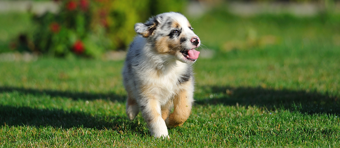 Australian Shepherd Lab Mix Aussiedor Breed Facts Temperament