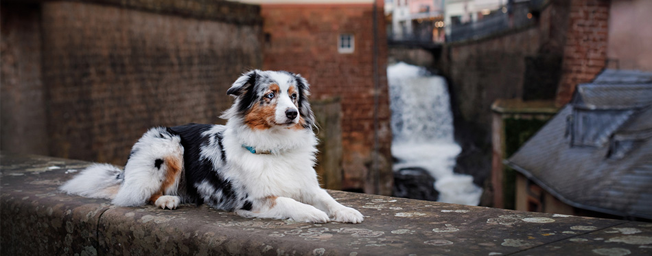 Australian Shepherd dog lying on the wall