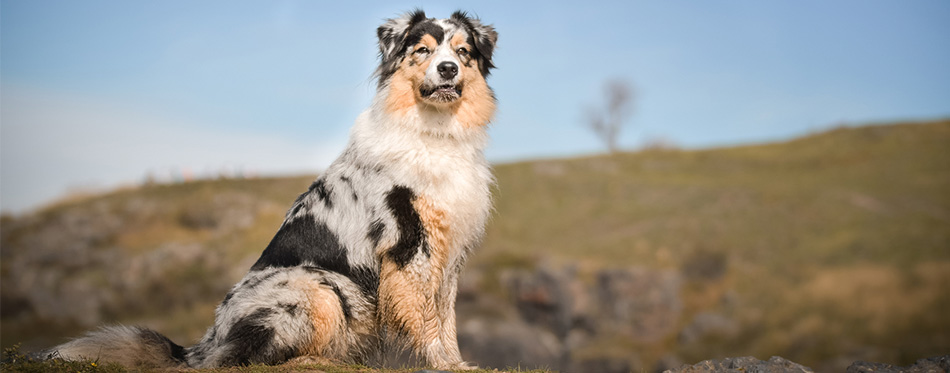 Australian Shepherd dog 