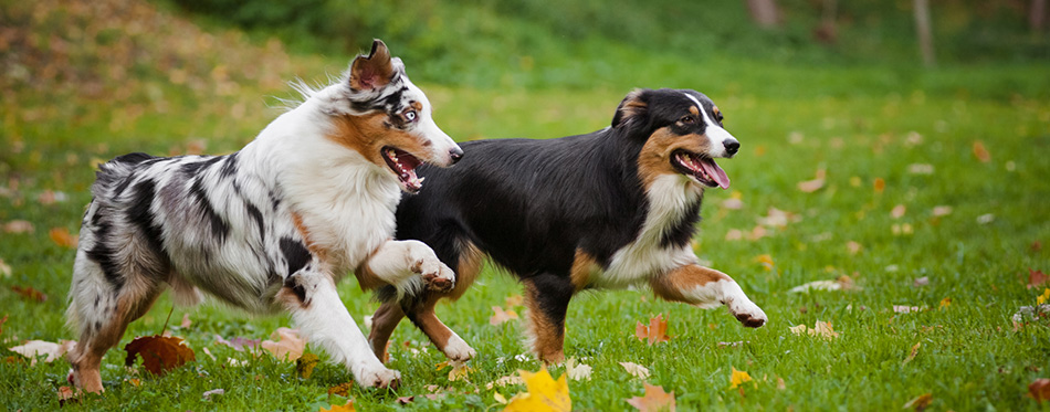 Australian Shepherd dogs playing