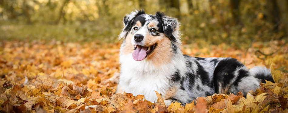 Australian Shepherd lying