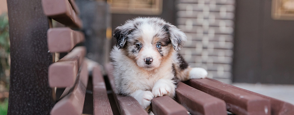 Australian Shepherd puppy