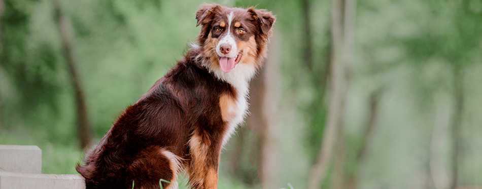 Australian Shepherd. A dog in the park. Aussie dog