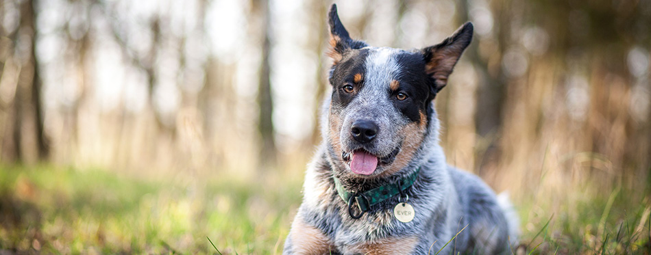 Australian cattle dog - blue heeler