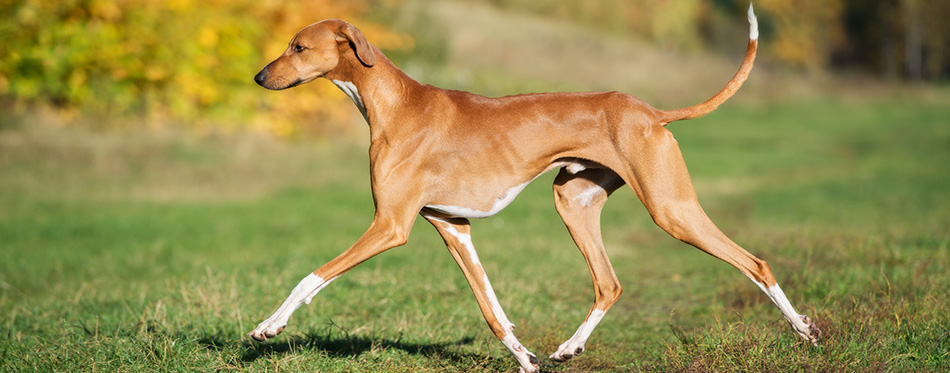 Azawakh dog walking on a field