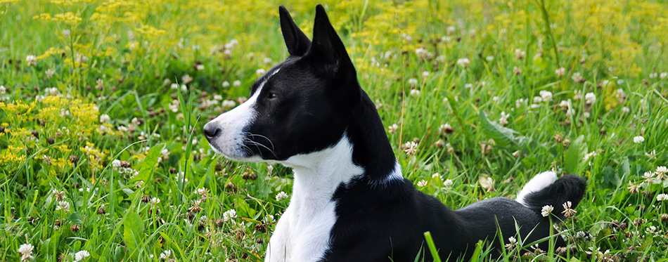 Basenji black dog on the grass