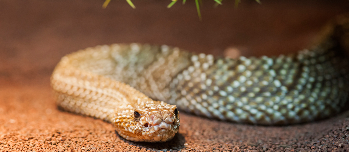 Basilisks rattlesnake in a terrarium under green prickly branches.