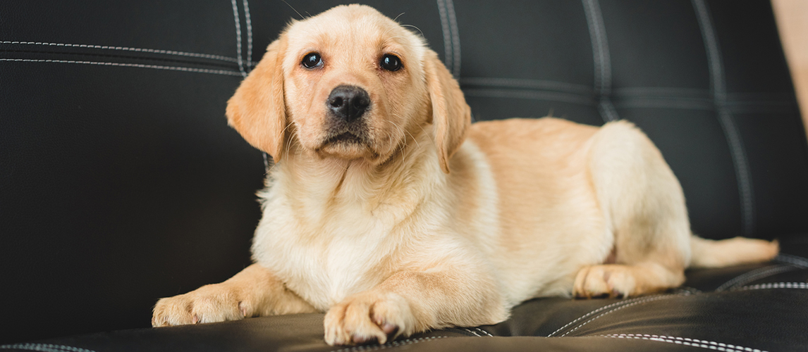 Beagle Lab Mix A K A Beagador Breed Facts Temperament Pet Side