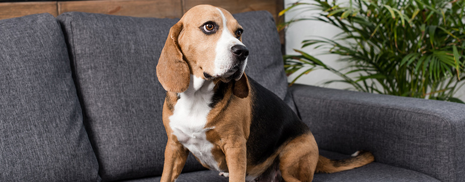 Beagle dog on sofa