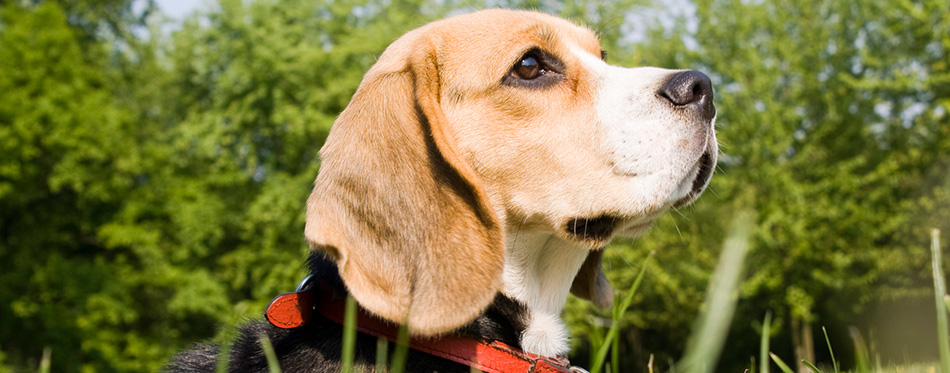 Beagle playing on green grass