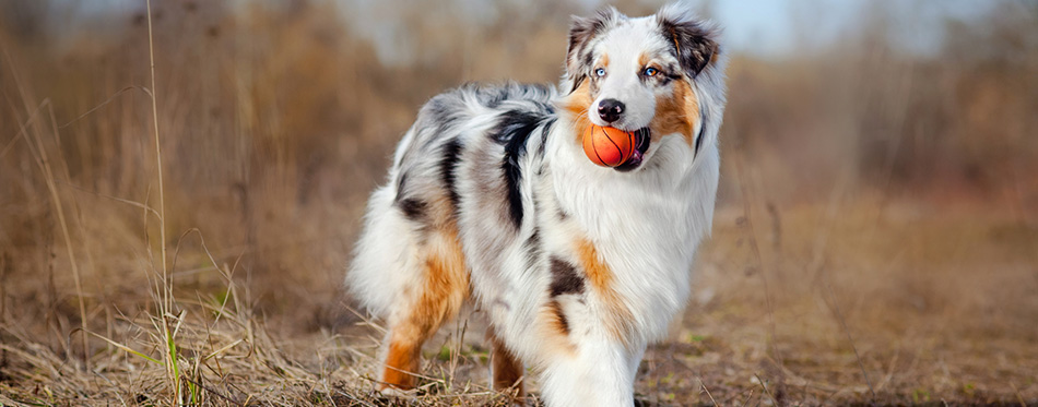 Beautiful Australian Shepherd walking