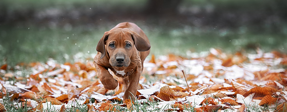 Beautiful dog rhodesian ridgeback 