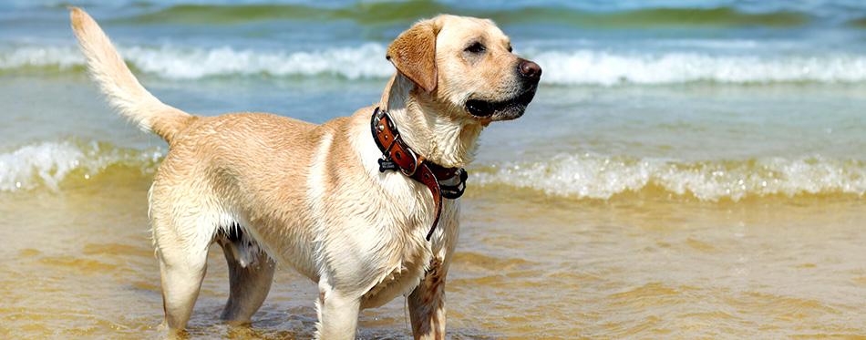 Beautiful young labrador