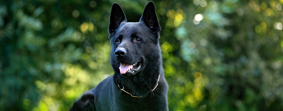 Black German Shepherd