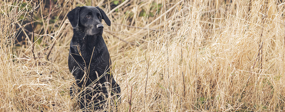 Black Labrador outdoor