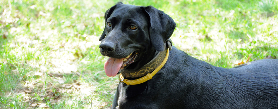 Black dog in yellow anti flea dog collar