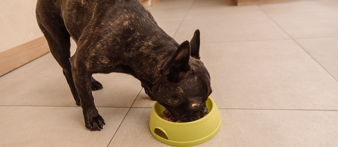 Black french bulldog eating tasty pet food in bowl