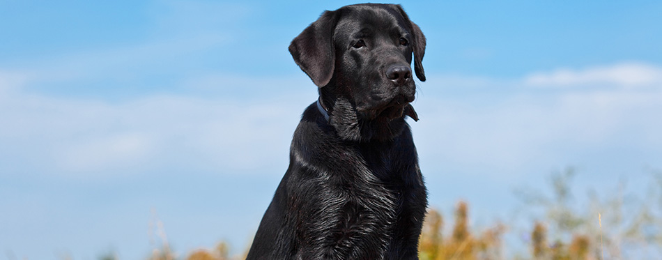 Black labrador retriever in green grass