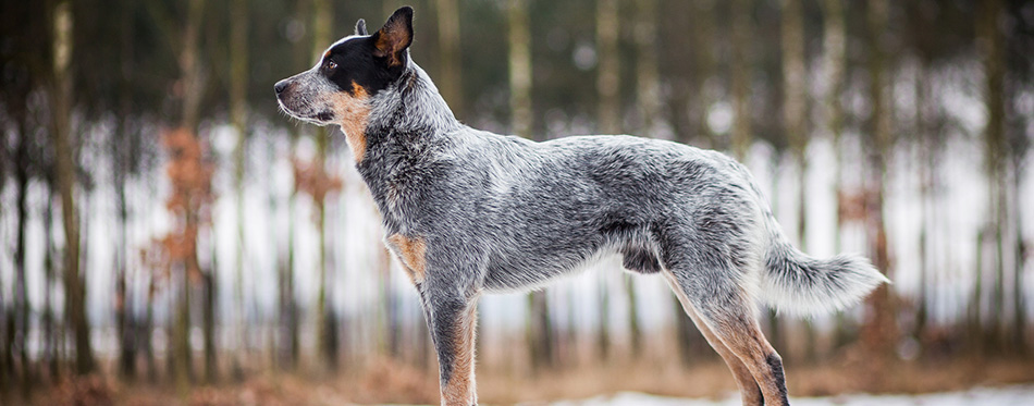 Blue australian cattle dog portrait 