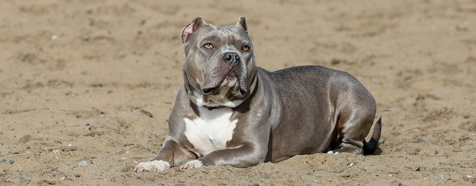 Blue nose pitbull posing in the sand 