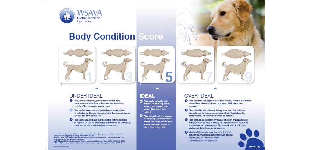 Body Condition Score 