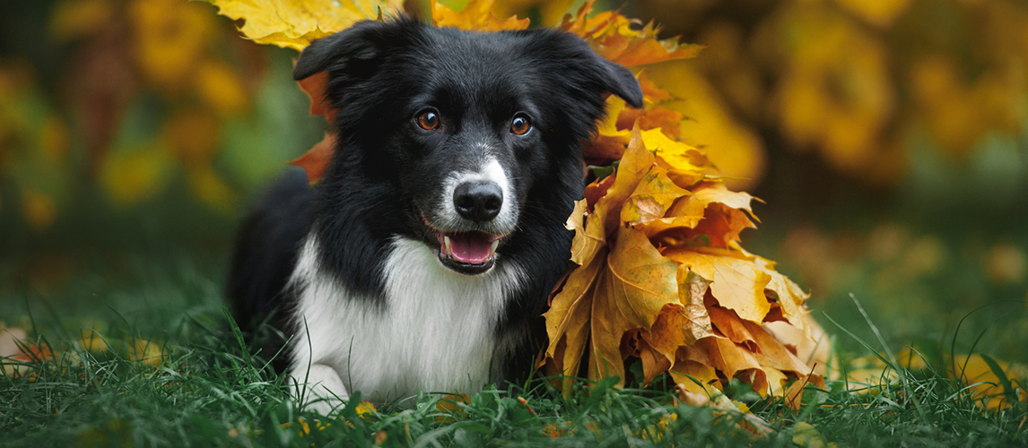 Border Collies - Temperament, Facts, Dog Tricks and Shows