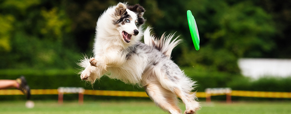 Border collie dog catching frisbee in jump