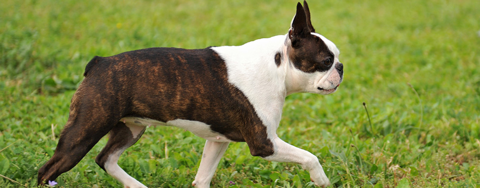 Boston terrier