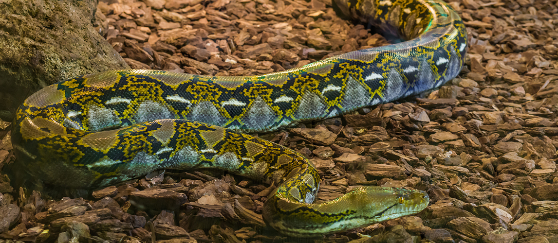 Brown and yellow reticulated python crawling over the ground, popular big snake from Asia 