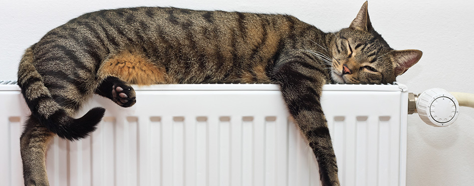 Cat relaxing on radiator