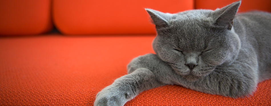 Cat relaxing on the couch