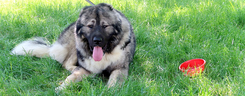 Caucasian Shepherd dog