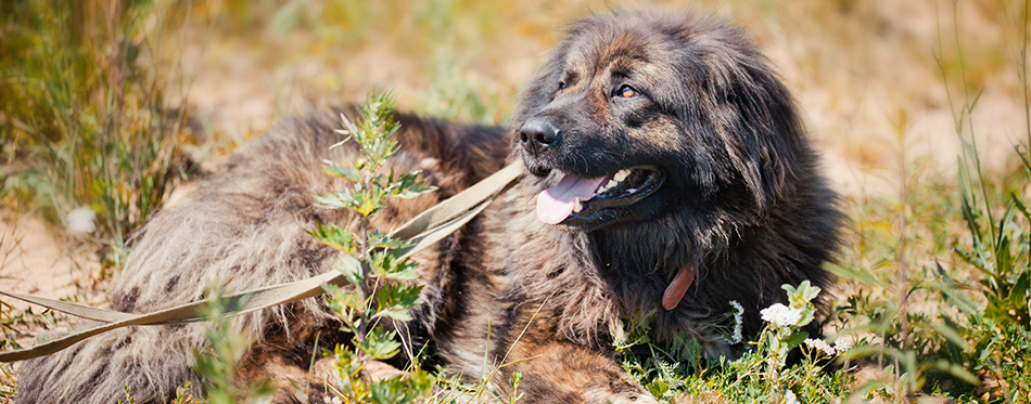 Caucasian Shepherd lying