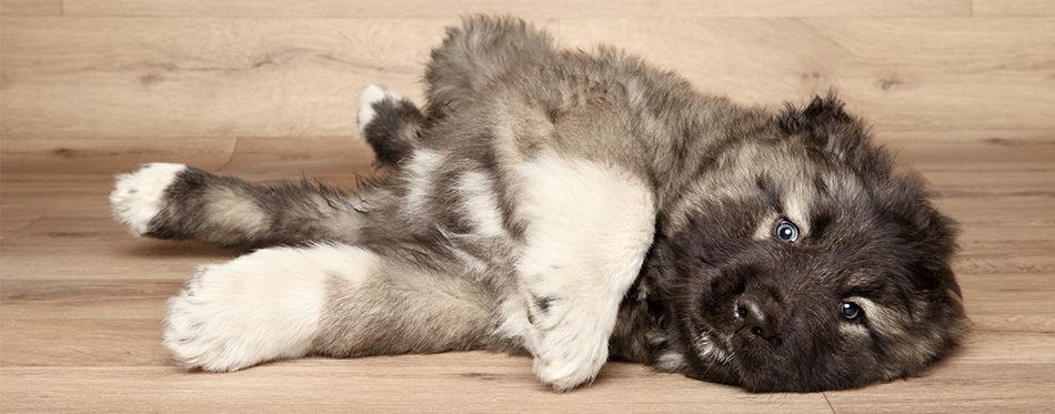 Caucasian Shepherd puppy