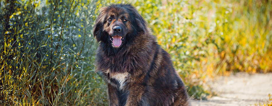 Caucasian Shepherd 