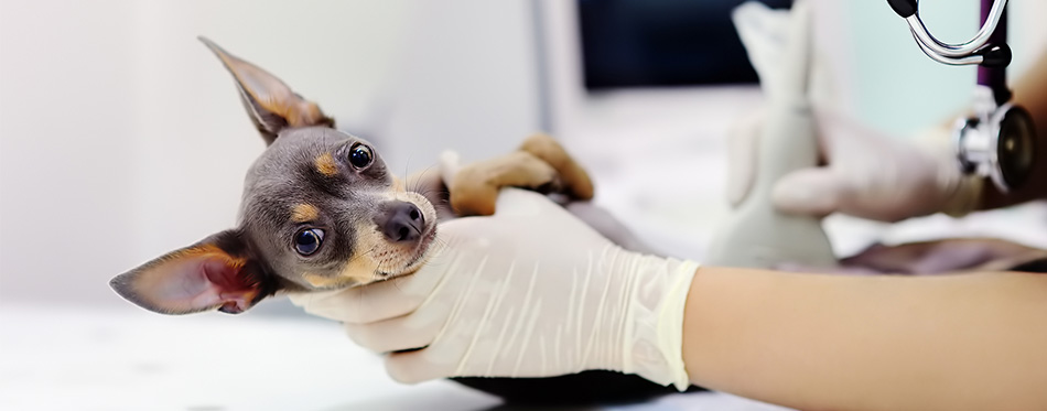 Chiuaua dog at the vet