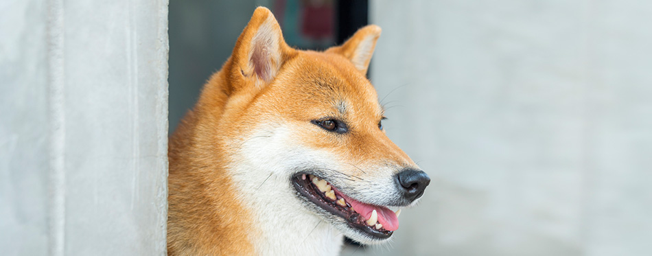 Closeup of a young purebred japanese shiba inu dog. 