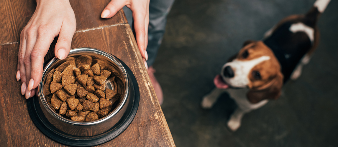 Cropped view of young woman with pet food in bowl