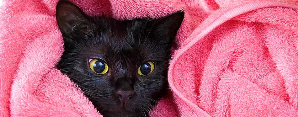 Cute black soggy cat after a bath