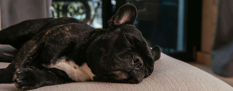 Cute french bulldog sleeping on sofa in living room 