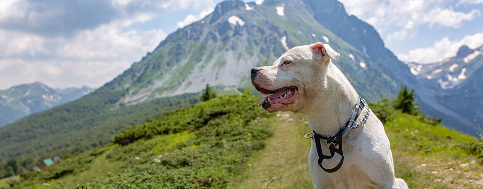 Cute pitbull relaxing on green grass on mountains background